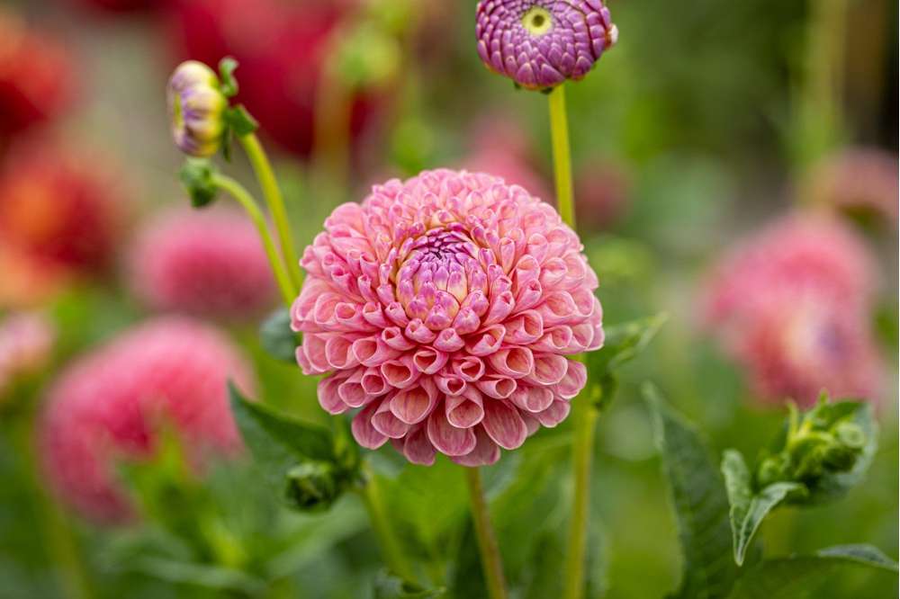 Dahlia 'Jowey Frambo'